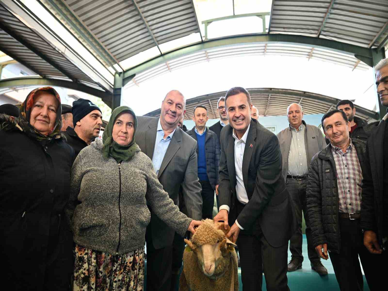 Balıkesir Büyükşehir Belediye Başkanından, Balıkesir'de Damızlık Koç Dağıtımı