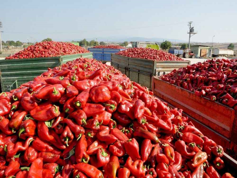 Adana'da salçalık biber sezonu açıldı.