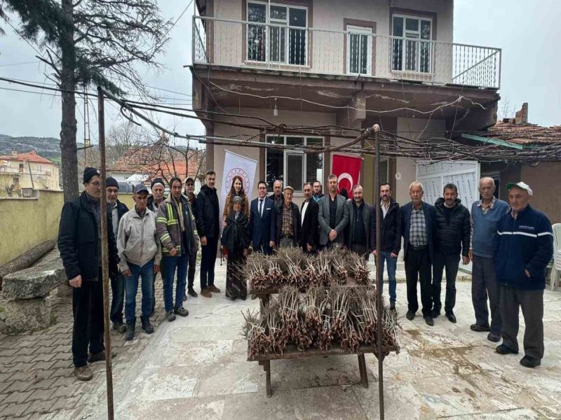 Manisa'da 35 üreticiye 980 adet üzüm fidanı dağıtıldı.