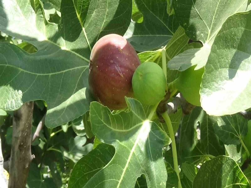 Coğrafi işaretli Havran siyah inciri hasadına başlandı.