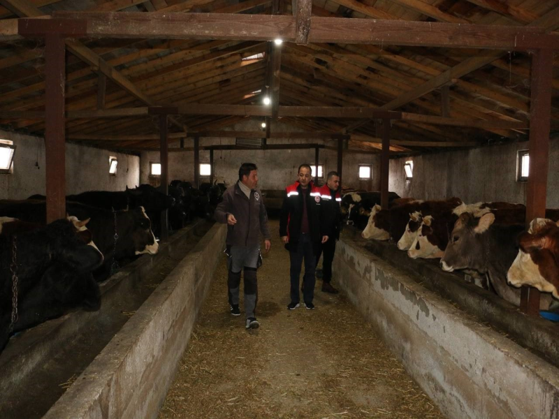 Erzincan'da Manda Yetiştiriciliği İçin Yeni Adımlar Atılıyor