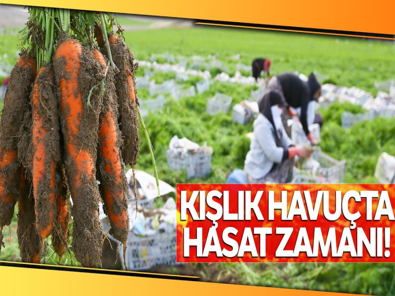Beypazarı'nda Kışlık Havuç Hasadı Başladı, Çiftçilerden Beklenti 10 Ton Verim