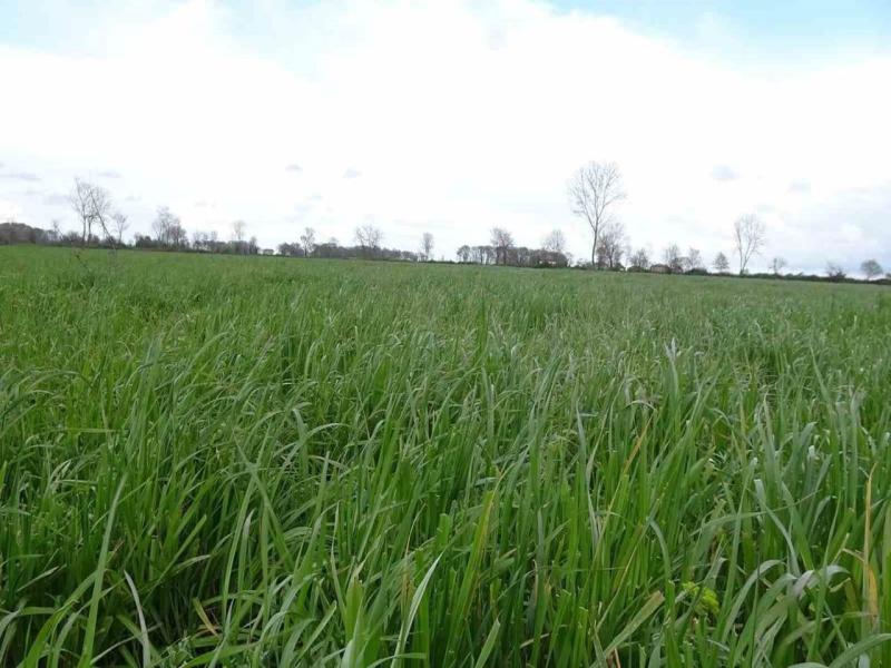 Samsun meralarında ıslah çalışmaları devam ediyor.