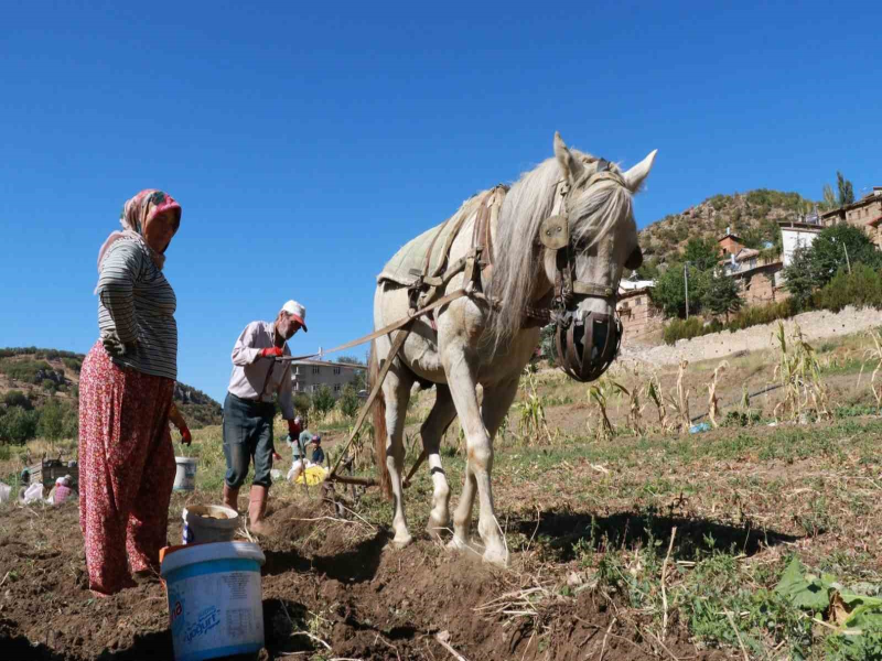 Hadim’de atalardan kalan kara sabanla patates hasadı yapılıyor. Hadim’de atalardan kalan kara sabanla patates hasadı yapılıyor.