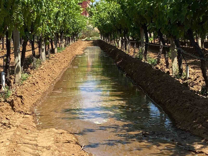 Sarıgöl Ovası’ndaki üzüm bağlarına can suyu!