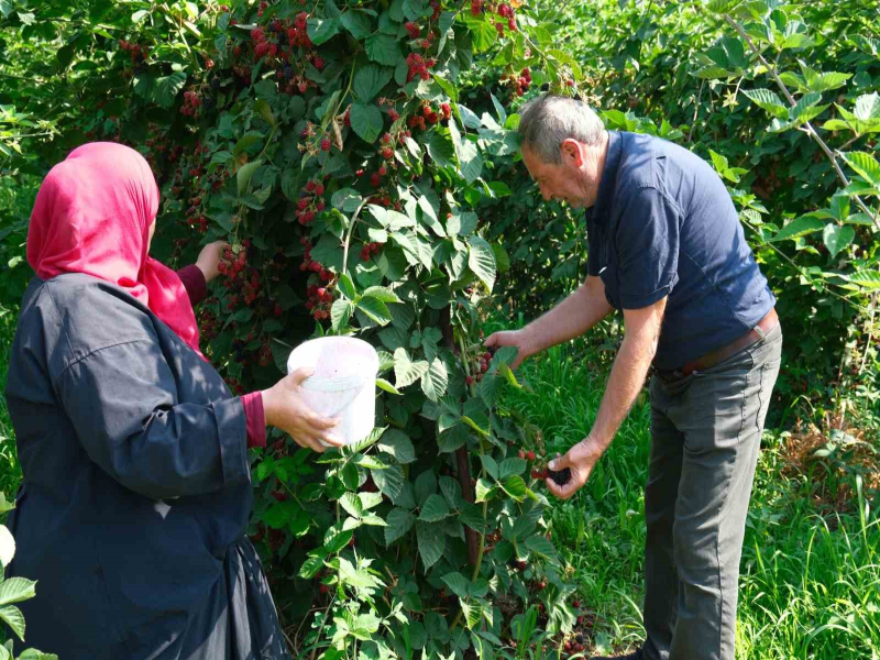 Kestel Belediyesi Ahududu ve Böğürtlen Üretimini Sırbistan Modeliyle Artırıacak