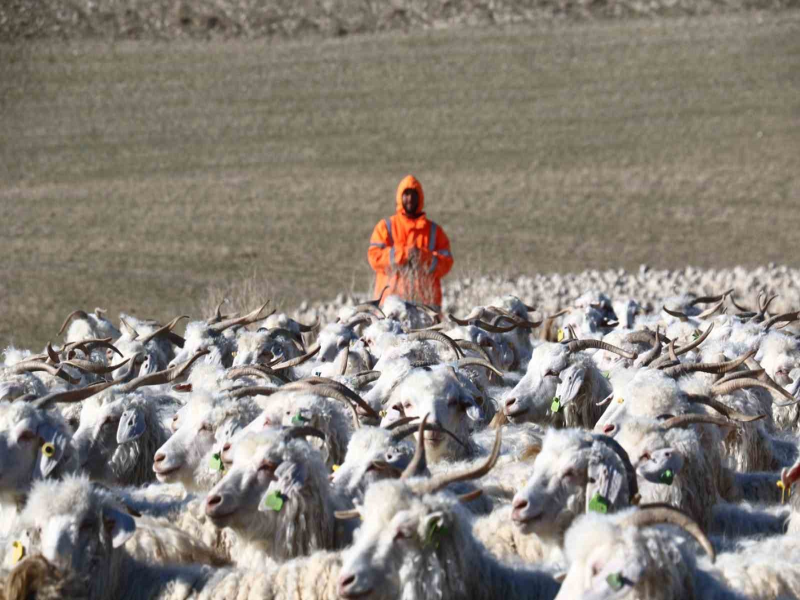 Ankara'nın Ayaş İlçesindeki Tiftik Keçisi Yetiştiriciliği Dünya Markası Oluyor