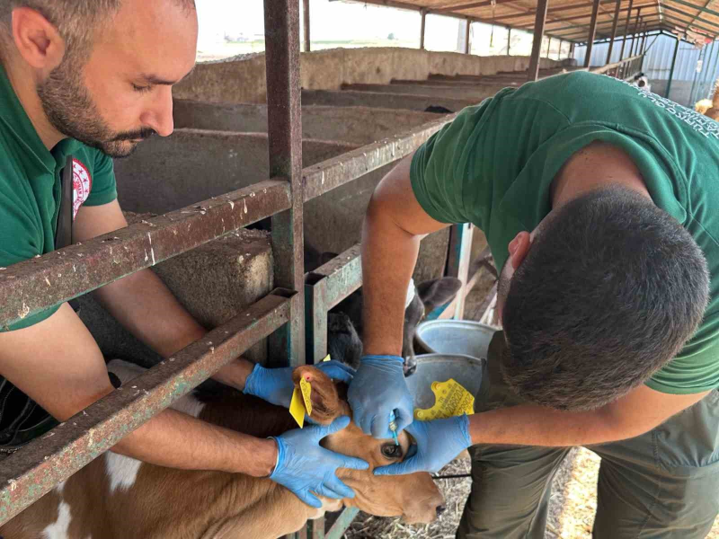Kahramanmaraş’ta Sonbahar Dönemi Şap Aşılama Kampanyası Başladı
