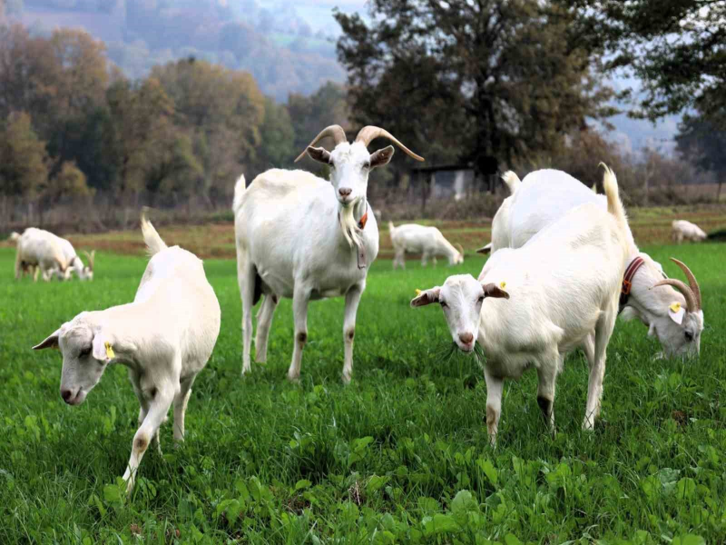 Kocaeli'de Hibeli Tohumlarla Meralar Verimlendi Hayvancılık Maliyetleri Düştü