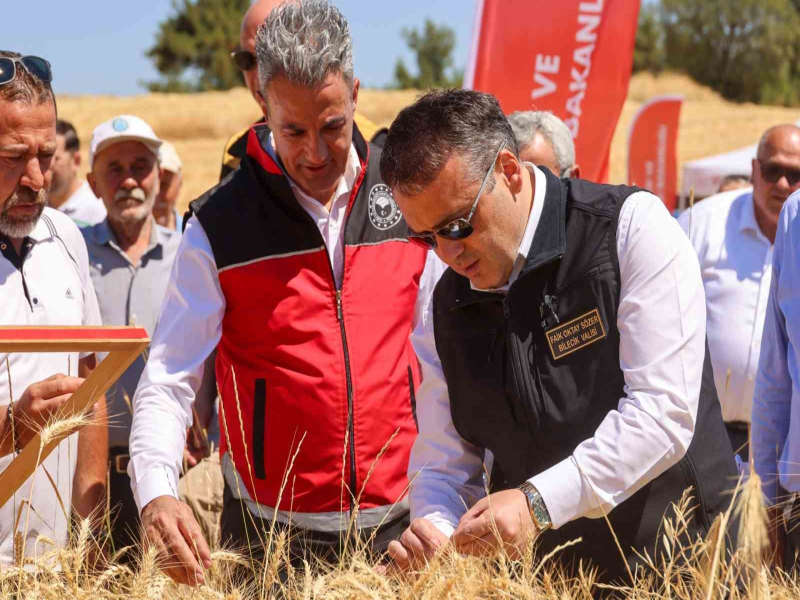 Bilecik’te bu yıl 75 bin 104 ton buğday hasat edilecek.