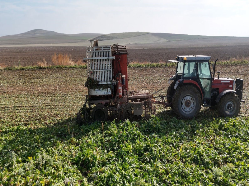 Ankara'da Şeker Pancarı Hasadı Sürüyor Çiftçiler Gecenin İlk Işıklarında Tarlada