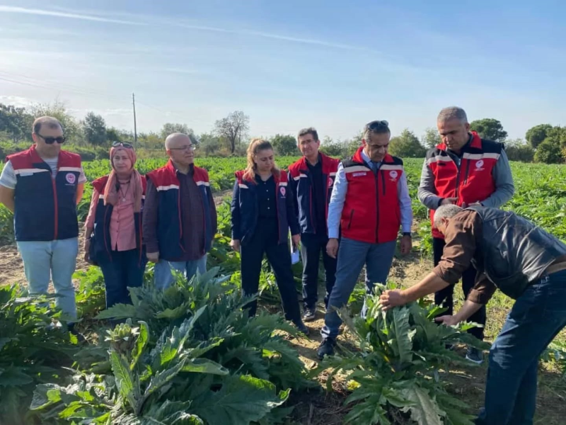 Aydın'da Enginar Üretimi Zirvede: Bölge Ekonomisine Katkı Sağlayan Hasat