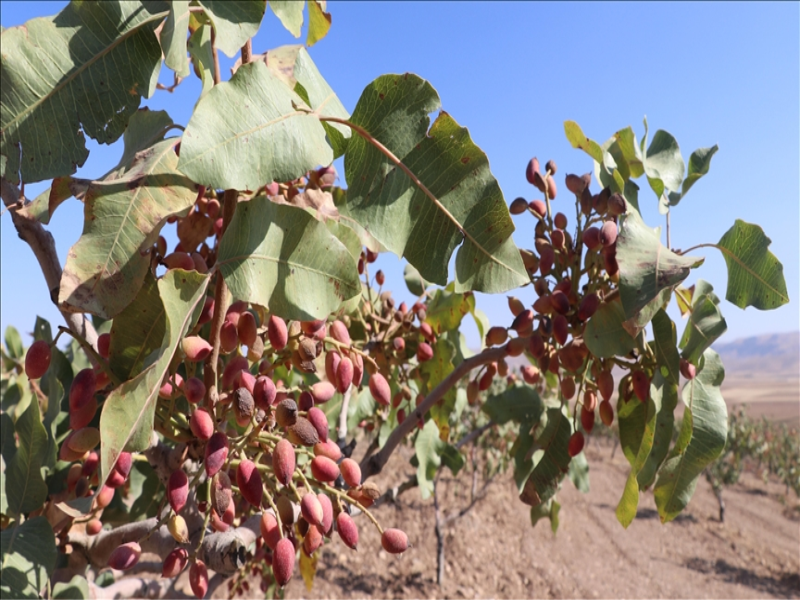 Şırnak İdil'de 13 Bin Fıstık Ağacından Bereketli Hasat