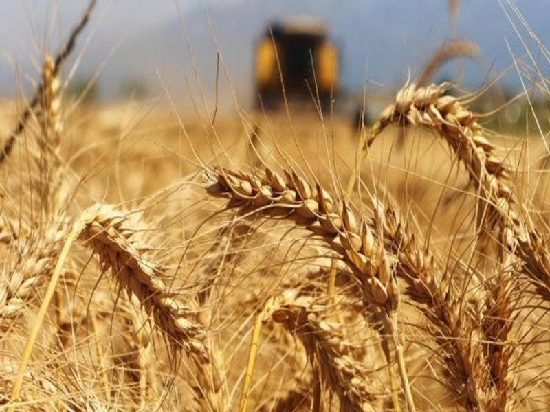 Küresel hububat üretiminde zamanın en yüksek seviyesi bekleniyor.