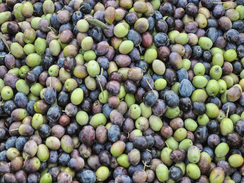Zeytin Hasadıyla Birlikte Yağlık Zeytinler Preslenmeye Başlandı Zeytin Hasadıyla Birlikte Yağlık Zeytinler Preslenmeye Başlandı
