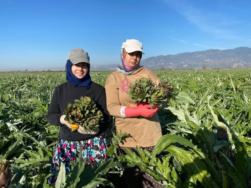 Aydın'da Yılın İlk Enginar Hasadı Gerçekleştirildi Aydın'da Yılın İlk Enginar Hasadı Gerçekleştirildi