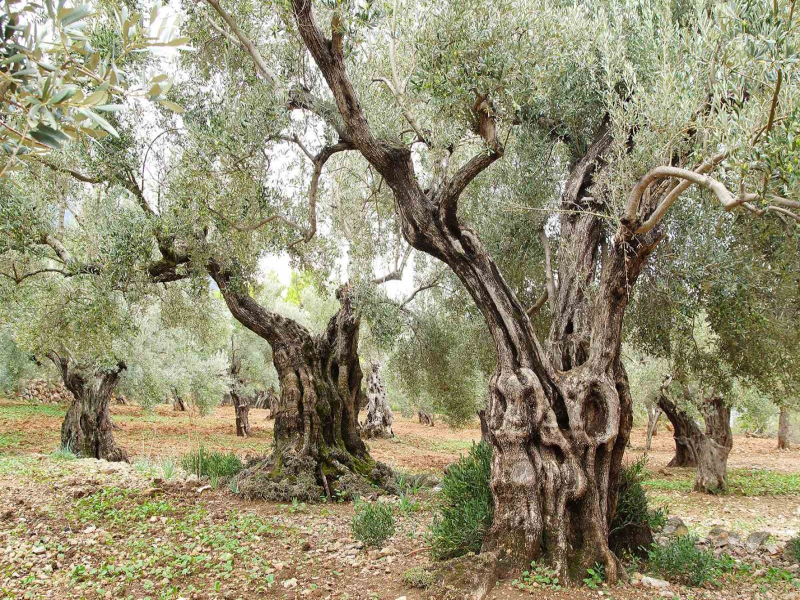 Şanlıurfa’da zeytin üreticilerine önemli uyarı    