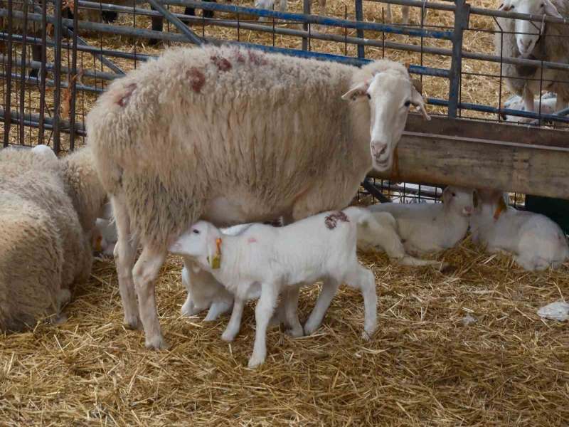 Bursa'da Küçükbaş Hayvancılığı Geliştirmeye Yönelik Hibe Projesi Başlatıldı