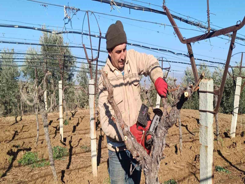 Manisa'da Üzüm Üreticisi, Verimi Düşük Bağını Yenileyerek Yeni Çeşide Yöneliyor