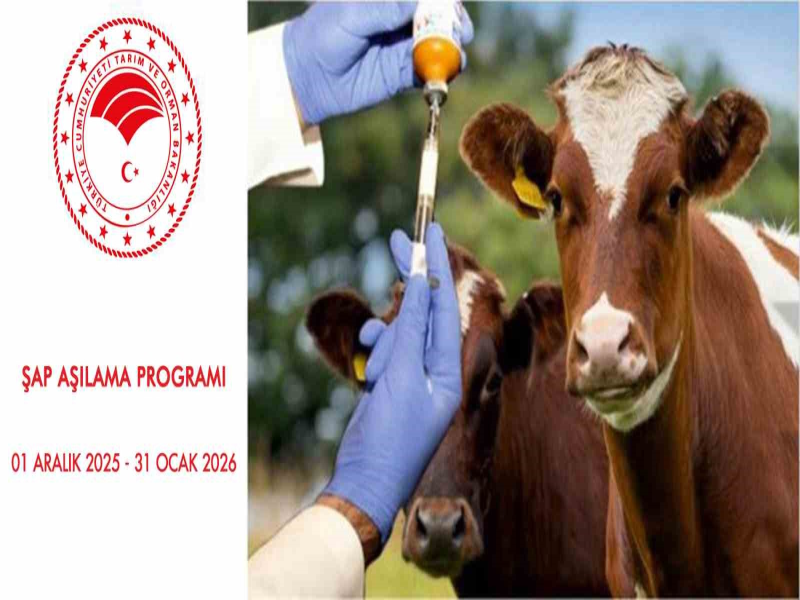 Samsun'da 2026'da Zorunlu SAT 1 Şap Aşılama Programı Başladı