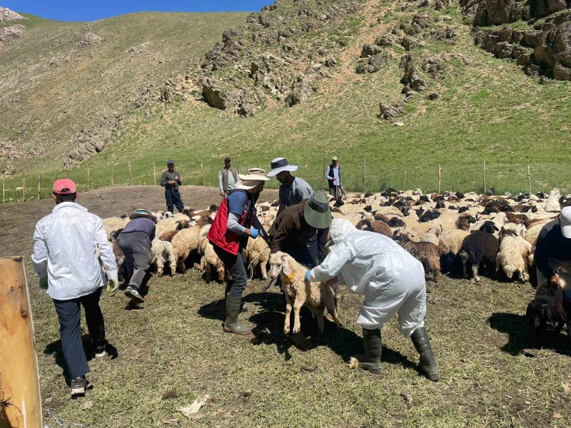 Berçelan Yaylası’nda şap hastalığına karşı tatbikat gerçekleştirildi.