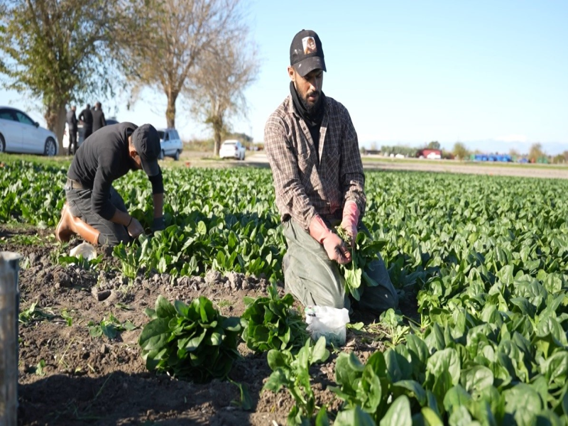 Osmaniye'de Ispanak Hasat Sezonu Başladı 3 Bin Ton Rekolte Hedefleniyor Osmaniye'de Ispanak Hasat Sezonu Başladı 3 Bin Ton Rekolte Hedefleniyor