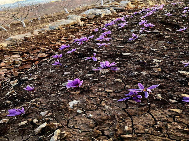 Siirt'te Safran Yetiştirme Projesi Başarıyla Tamamlandı 