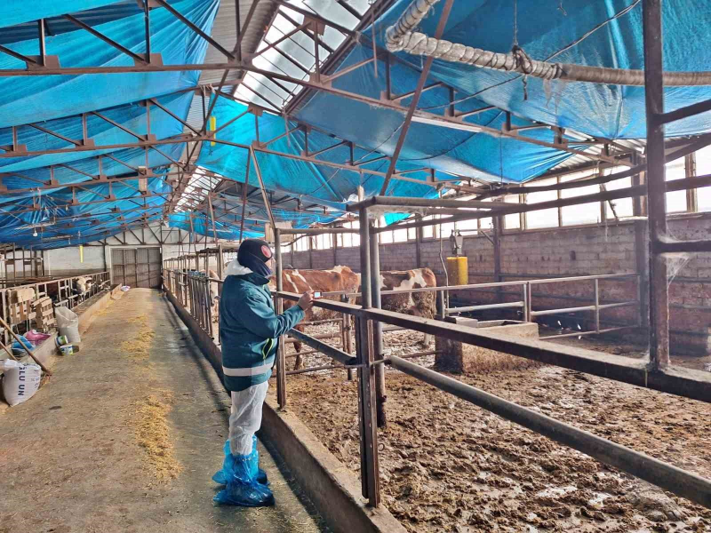 Kütahya Besilik Hayvan İthalatı Başvuruları İçin Kapasite Tespiti Devam Ediyor