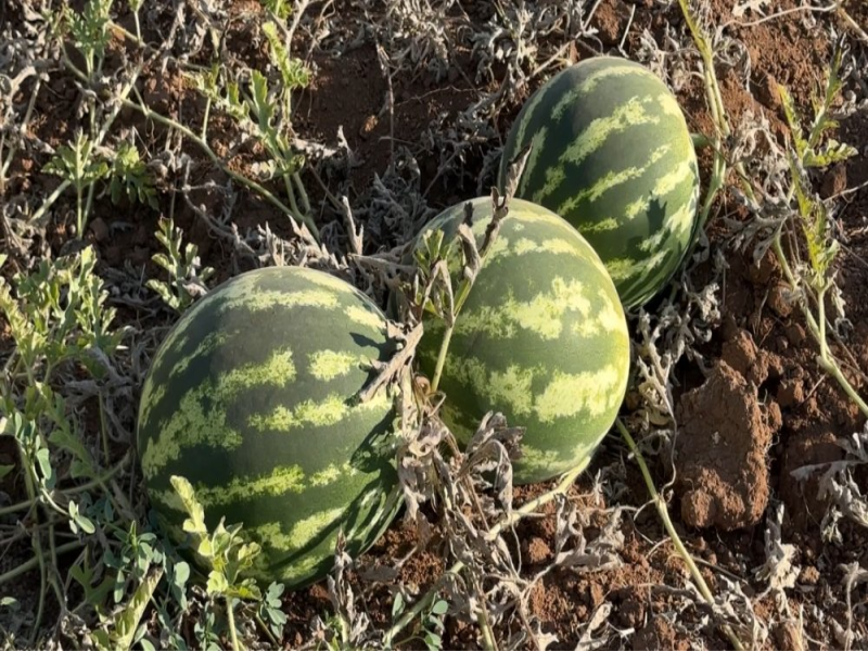 Yüksekova’da mısır, karpuz ve kavun hasadına başlandı.  Yüksekova’da mısır, karpuz ve kavun hasadına başlandı.