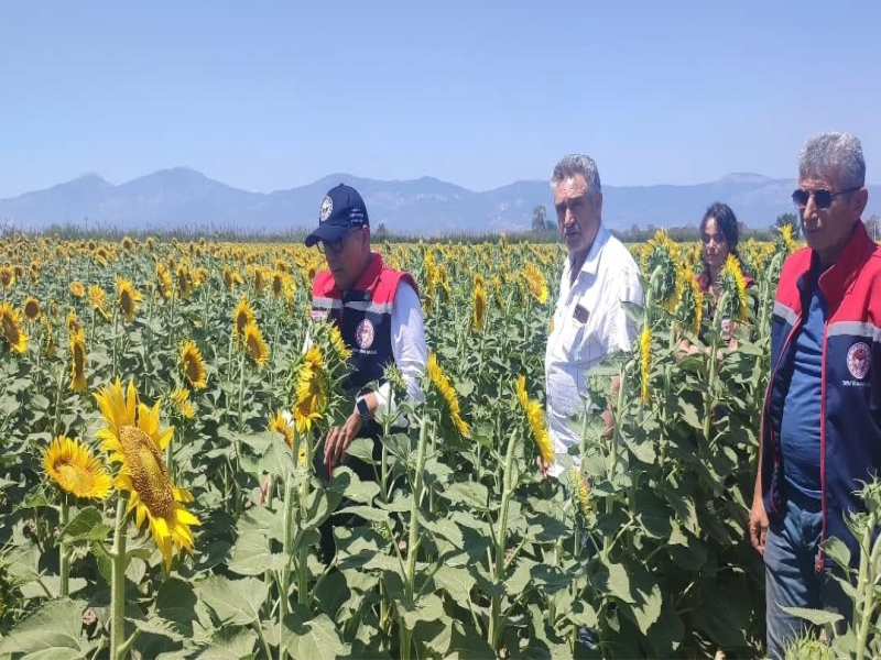 Ayçiçeği ekimi için tohum desteği başladı    