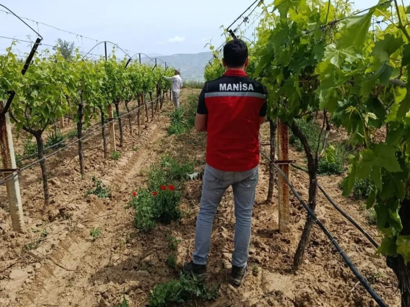 Hasat öncesi pestisit denetimi başladı         