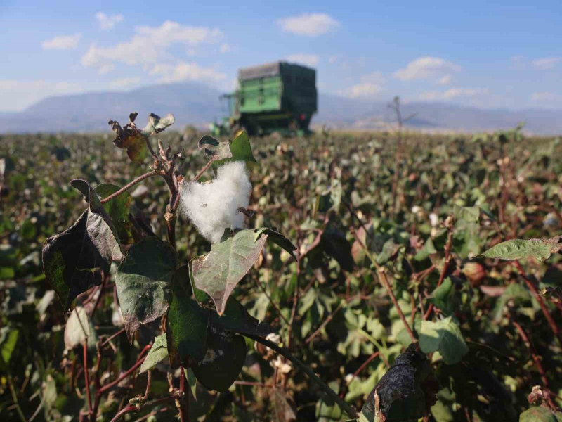 Hatay'da Kuraklık Pamuk Hasadını Olumsuz Etkiledi, Verim Düştü Fiyatlar Geriledi