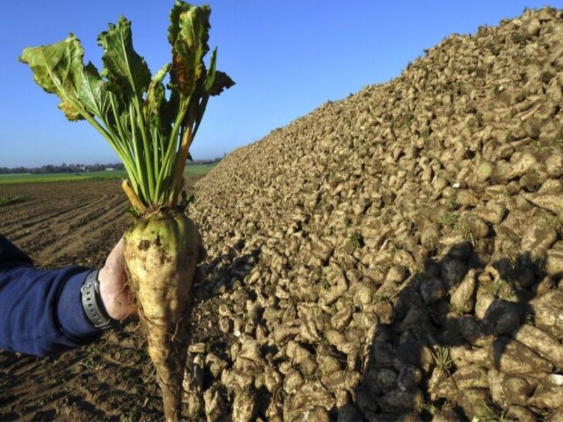 Malatya'da Şeker Pancarı Hasadı Yüksek Verimle Tamamlandı Çiftçiler Memnun Malatya'da Şeker Pancarı Hasadı Yüksek Verimle Tamamlandı Çiftçiler Memnun