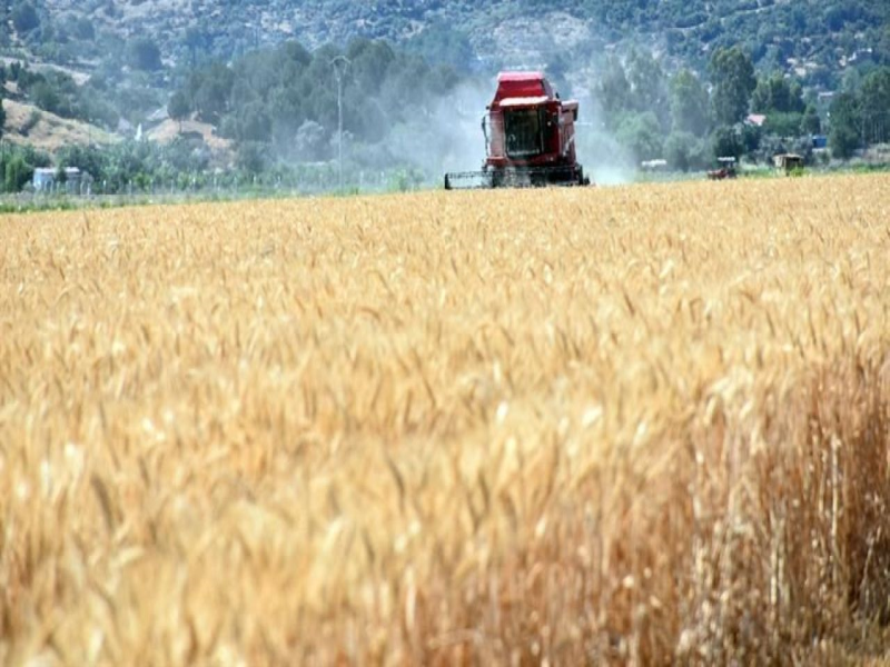 Söke Ovası’nda buğday hasadı heyecanı devam ediyor