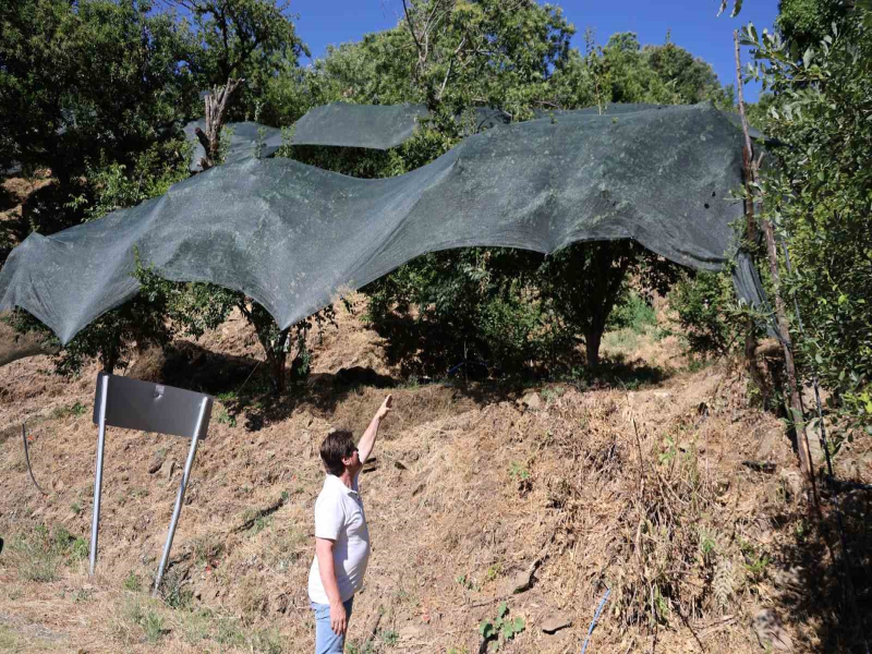 Aydın'da pek çok üretici meyvesi olan ağaçları koruma altına aldı.