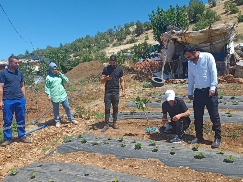 Siirt’te bitkisel üretim alanlarında hastalık ve zararlı takibi!