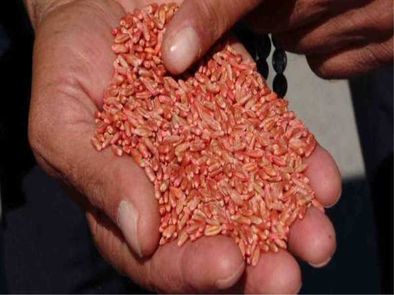 Van’da 3 yılda 11 bin 322 ton sertifikalı tohum dağıtıldı. Van’da 3 yılda 11 bin 322 ton sertifikalı tohum dağıtıldı.