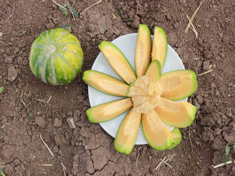 Yozgat'ta kokusu, lezzeti, rengiyle farklı bağrıbütün hasadı başladı.