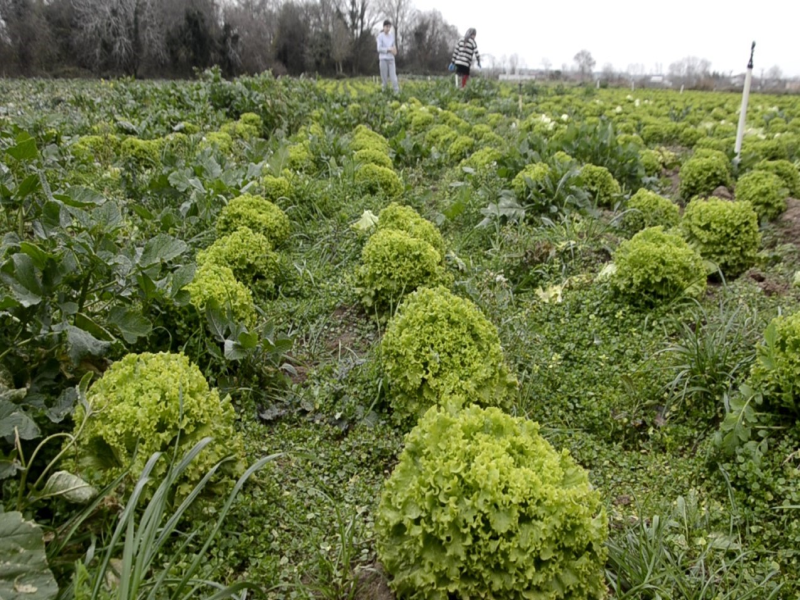 Samsun Bafra'da  570 Dekar Alanda Marul Üretimi