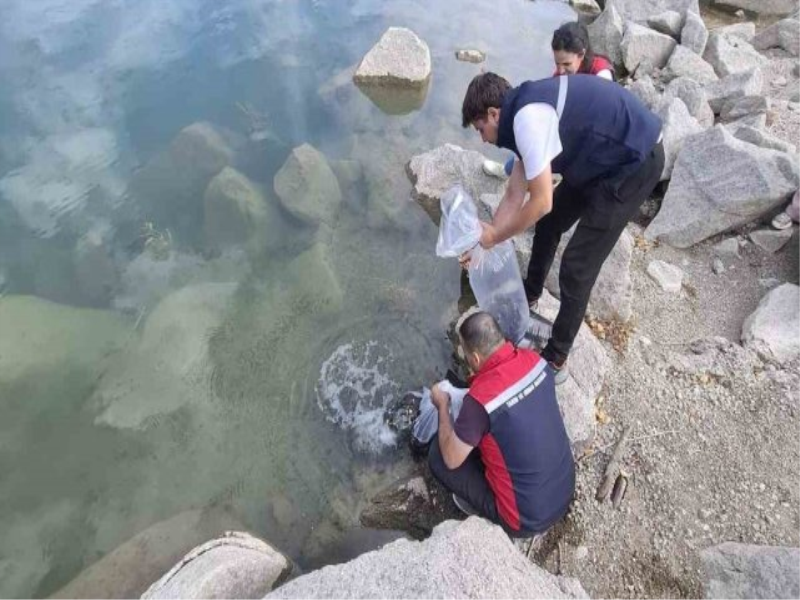 Sivas’ta göl ve göletlere 600 bin yavru sazan balığı bırakıldı.  Sivas’ta göl ve göletlere 600 bin yavru sazan balığı bırakıldı.