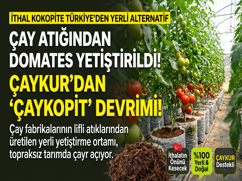 Çay atığından domates yetiştirildi: ÇAYKUR’dan yerli alternatif
