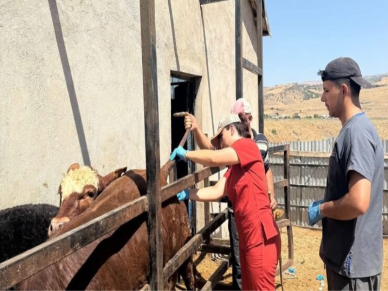 Karakoçan'da besilik ithal hayvanlarda numune çalışması yapıldı 
