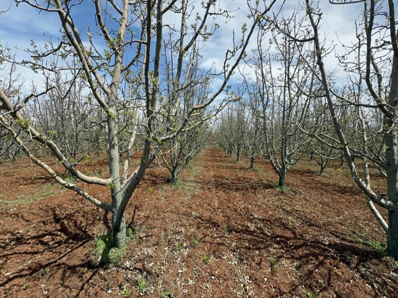 Isparta'da Kuraklıkla Mücadele: Çiftçiler Alternatif Ürünlere Yöneldi Isparta'da Kuraklıkla Mücadele: Çiftçiler Alternatif Ürünlere Yöneldi