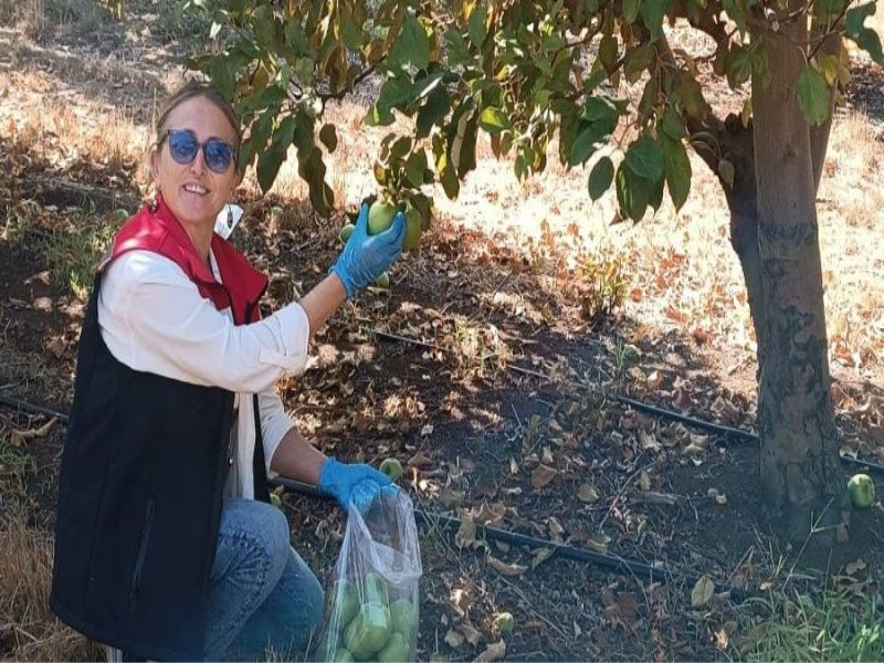 Hasat öncesi Tekirdağ’da pestisit denetimleri yapılıyor. Hasat öncesi Tekirdağ’da pestisit denetimleri yapılıyor.