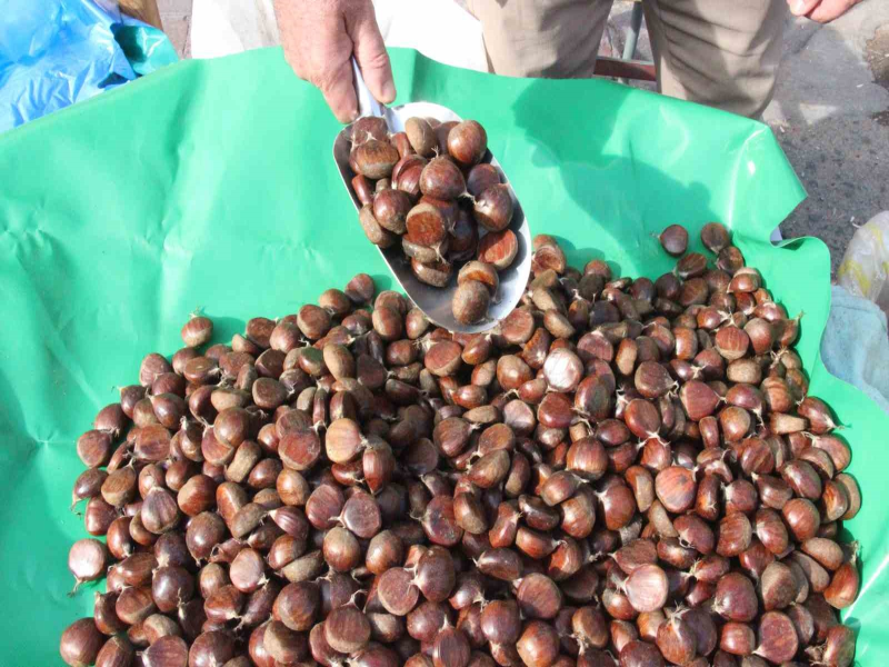 Aydın'da Kestane Hasadı: Üreticiler Farklı Boy ve Kalitelerle Pazarda