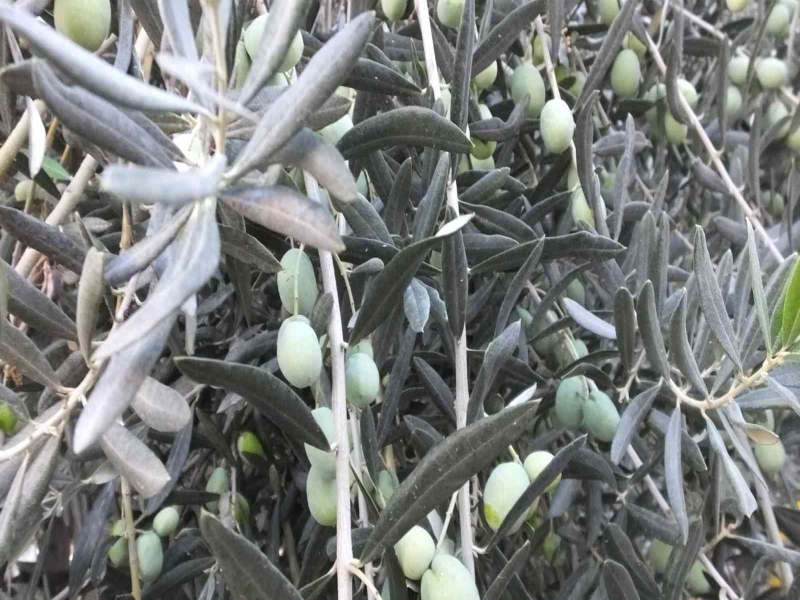 Balıkesir Burhaniye'de zeytin üreticileri yağmur duasına çıktı. 