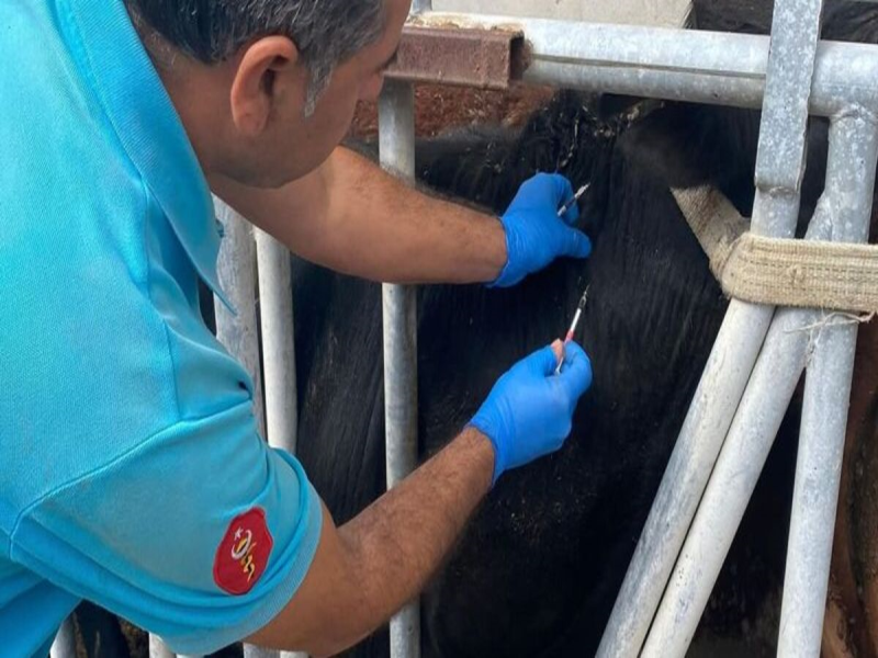 Tekirdağ’da ithal besilik danalar için karantina süreci başlatıldı. Tekirdağ’da ithal besilik danalar için karantina süreci başlatıldı.