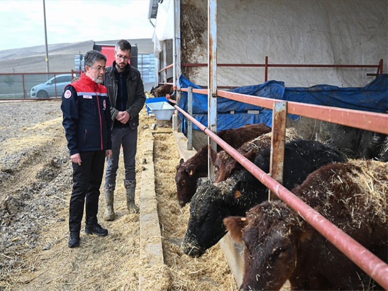 Yozgat'ta Hayvancılığa Destek Projesi Kapsamında Üreticilere Gebe Düve Dağıtıldı