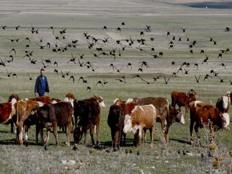 Ardahan'da besiciler hayvanlarını meralara çıkardı 