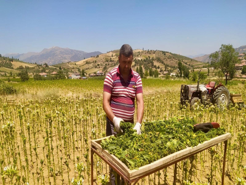 Manisa'nın Tarım İhracatı 9 Ayda 706,7 Milyon Doları Aştı Manisa'nın Tarım İhracatı 9 Ayda 706,7 Milyon Doları Aştı